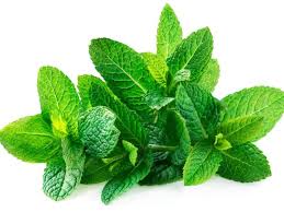 [MINT-VEG-FOO-KG-950] MINT